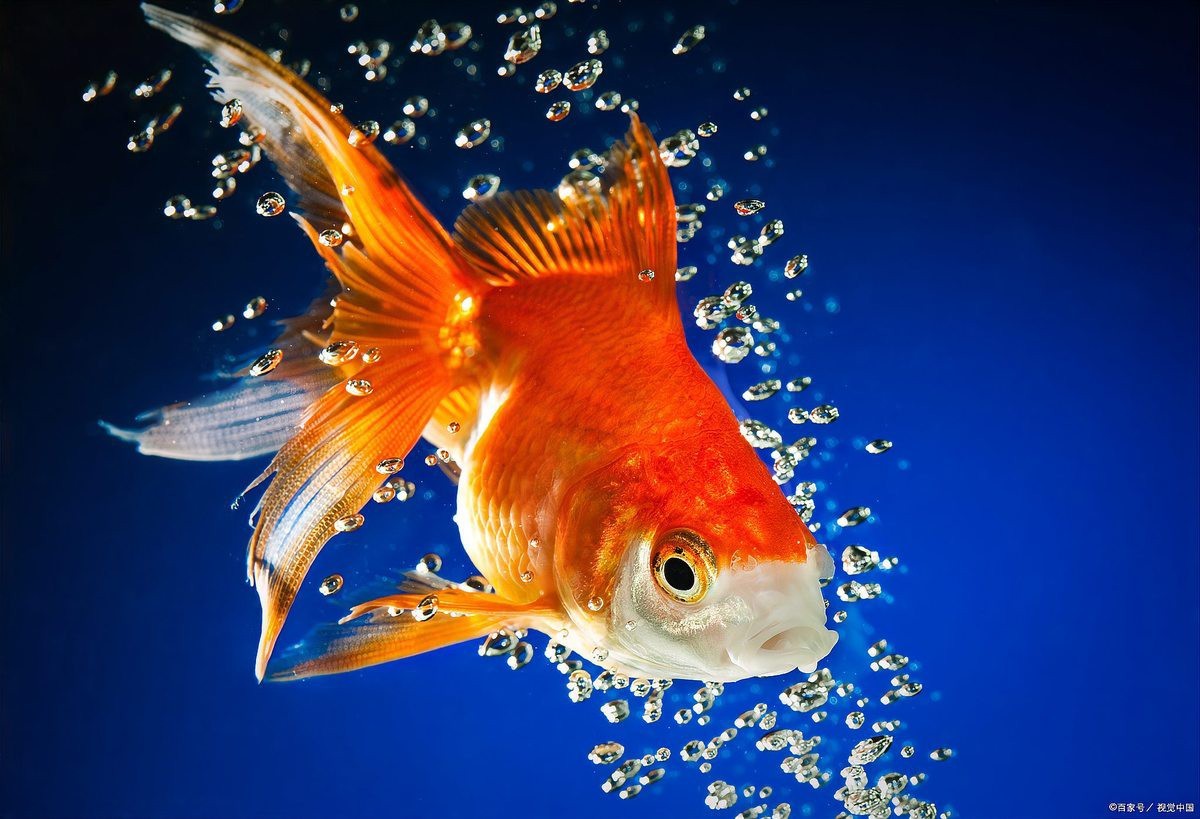 龍鳳魚和金魚哪個檔次更高？
