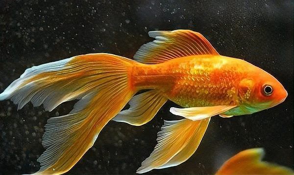 龍鳳魚和金魚哪個檔次更高？