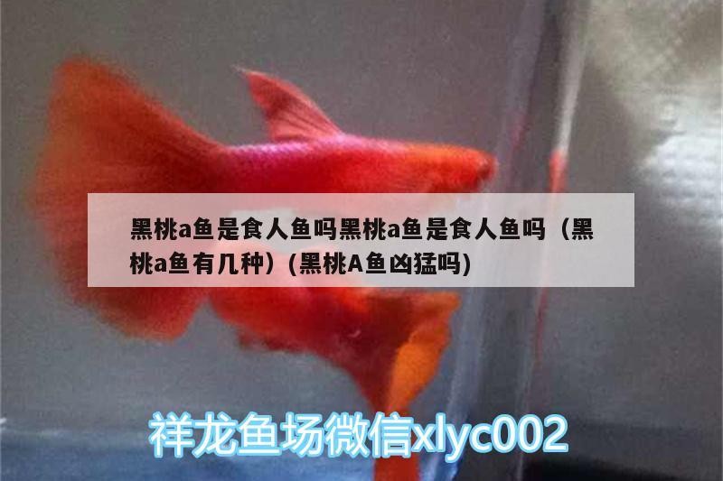 長春南關(guān)區(qū)一介草民水族造景店 長春南關(guān)區(qū)一介草民水族造景店 全國水族館企業(yè)名錄 第3張