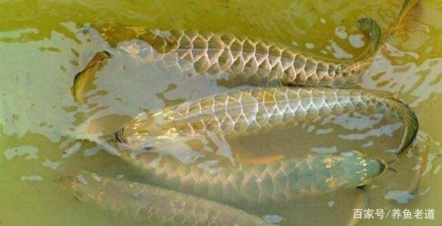 江門市新會區(qū)會城鴻興<strong><mark>水族器材</mark></strong>店（江門市新會區(qū)會城鴻興<strong><mark>水族器材</mark></strong>店電話）