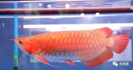 賽級紅龍魚賽級紅龍魚觀賞魚龍魚觀賞魚龍魚苗觀賞魚：賽級紅龍是什么意思