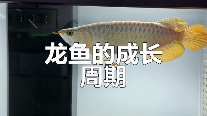 金龍魚兩個月能長多大啊
