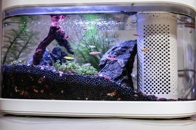 小魚未來魚缸燈光顏色:小魚未來魚缸燈光顏色將更加智能化和多樣化 魚缸百科 第2張 小魚未來魚缸燈光顏色:小魚未來魚缸燈光顏色將更加智能化和多樣化 小魚未來魚缸燈光顏色:小魚未來魚缸燈光顏色將更加智能化和多樣化 魚缸百科 第2張