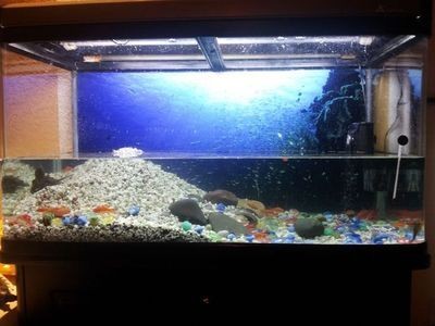 小魚未來魚缸燈光顏色:小魚未來魚缸燈光顏色將更加智能化和多樣化 魚缸百科 第5張 小魚未來魚缸燈光顏色:小魚未來魚缸燈光顏色將更加智能化和多樣化 小魚未來魚缸燈光顏色:小魚未來魚缸燈光顏色將更加智能化和多樣化 魚缸百科 第5張