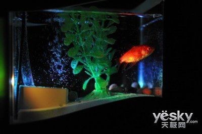 小魚未來魚缸燈光顏色:小魚未來魚缸燈光顏色將更加智能化和多樣化 魚缸百科 第4張 小魚未來魚缸燈光顏色:小魚未來魚缸燈光顏色將更加智能化和多樣化 小魚未來魚缸燈光顏色:小魚未來魚缸燈光顏色將更加智能化和多樣化 魚缸百科 第4張