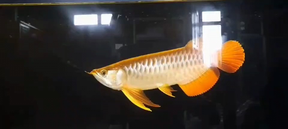 愛老虎油