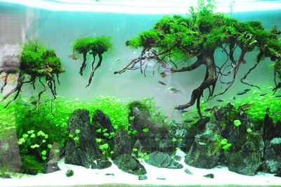 風景水族魚缸設計背后的藝術哲學魚缸設計圖的制作需要綜合考慮：風景水族魚缸設計圖的制作