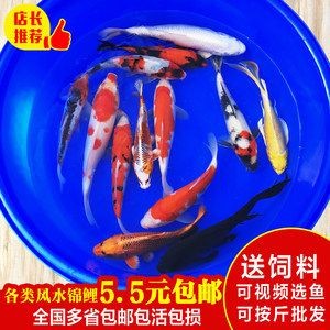 六角恐龍魚風(fēng)水好嗎（六角恐龍魚風(fēng)水?dāng)[設(shè)技巧）