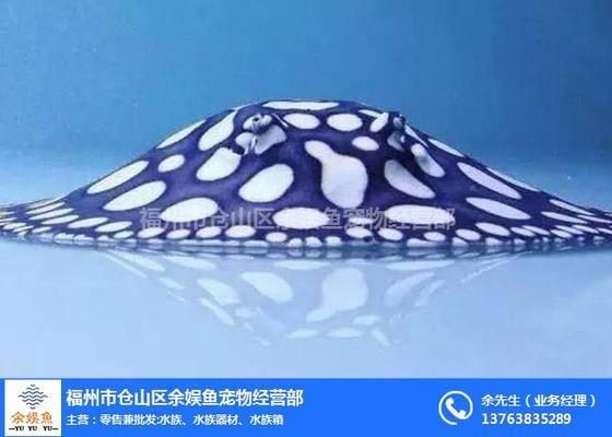 福清金龍魚經銷：如何找到福清金龍魚的經銷商