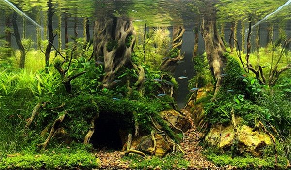 拱橋魚缸造景效果圖（拱橋魚缸造景效果圖設(shè)計(jì)）