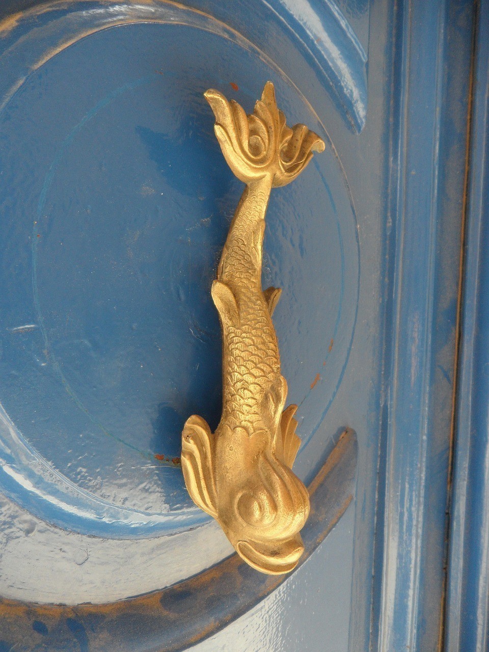 黃金猛魚為什么怕龍魚