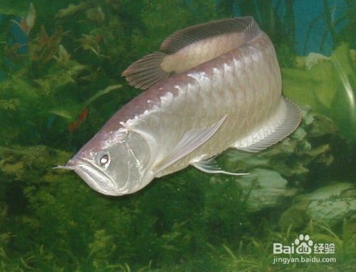 如何才能養(yǎng)好銀龍魚呢，養(yǎng)好銀龍魚需要注意以下幾個(gè)方面