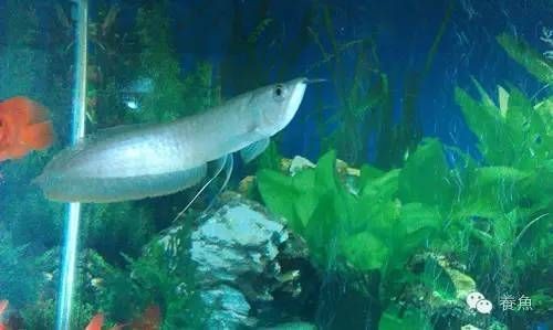 如何才能養(yǎng)好銀龍魚呢，養(yǎng)好銀龍魚需要注意以下幾個(gè)方面