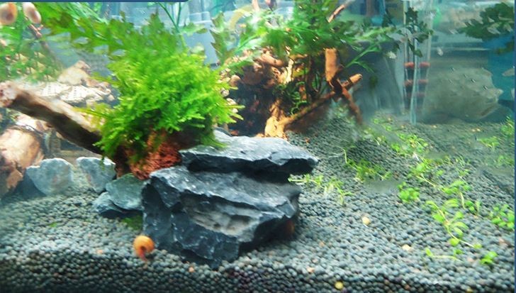 黑色的魚缸適合養多種魚類，：黑色的魚缸適合養什么樣的魚？