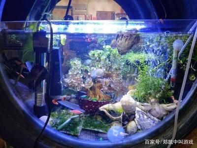黑色的魚缸適合養多種魚類，：黑色的魚缸適合養什么樣的魚？