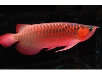 賽級(jí)龍魚屬于什么檔次