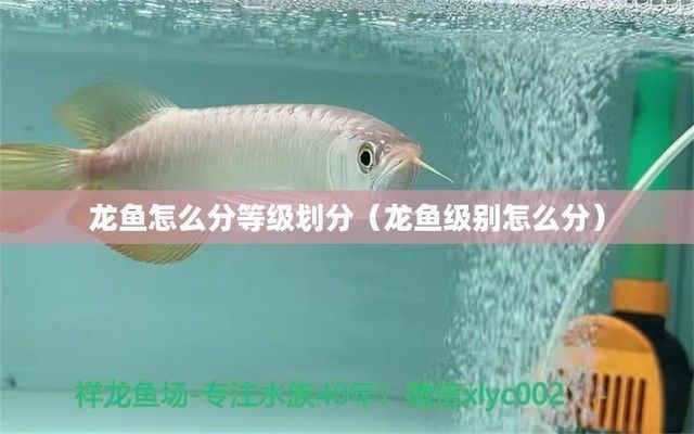 賽級(jí)龍魚屬于什么檔次