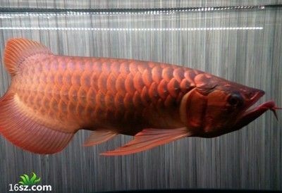 賽級(jí)龍魚屬于什么檔次