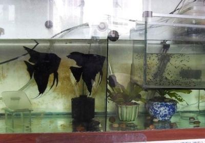 燕魚魚缸尺寸：燕魚飼養的水質管理技巧