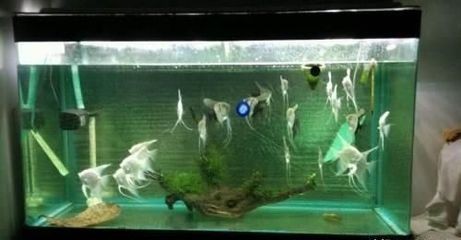 龍魚趴缸不動是什么原因，龍魚趴缸是什么原因，怎么治療，龍魚趴缸不動怎么辦