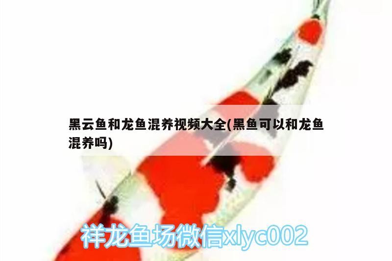 南崗區濱睿水族器材銷售店