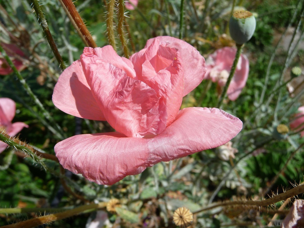 海原縣老城區良花花卉銷售部（海原縣老城區良花花卉銷售部電話）