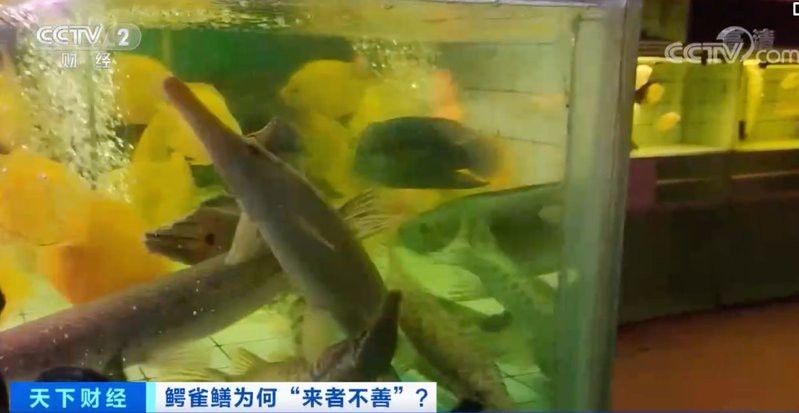 鱷雀鱔多少元一只