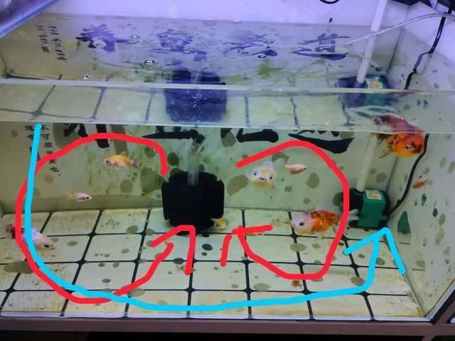 魚缸水流活躍度提升方案：如何通過優(yōu)化魚缸水流的方案來提升魚類生存環(huán)境的改善方法