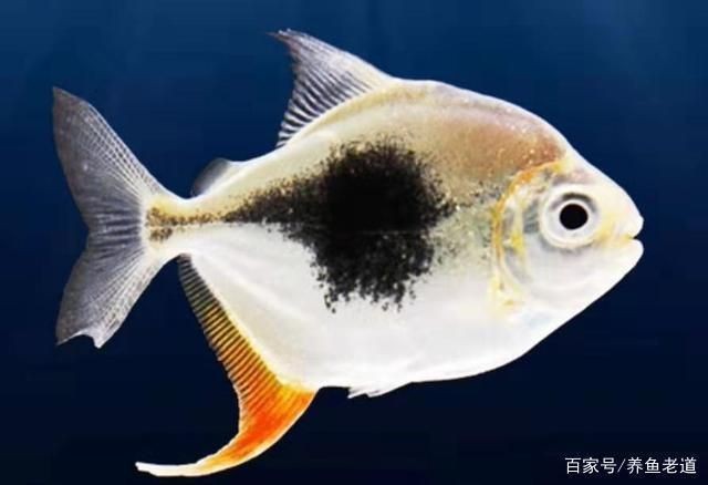 龍魚搭配清缸魚怎么樣好看嗎：龍魚搭配清缸魚的搭配效果
