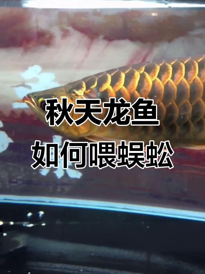 龍魚吃了蜈蚣后多久會有反應？