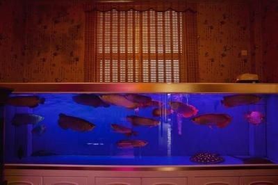 養紅龍魚缸用什么底色好看：養紅龍魚時，缸底的顏色選擇對于紅龍魚的發色和整體觀賞效果有影響