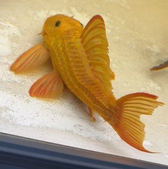 魟魚白子怎么那么貴