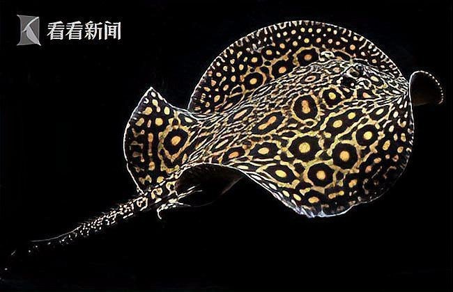 魟魚白子怎么那么貴