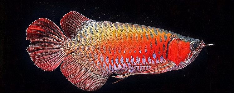 自己養的龍魚能繁殖嗎