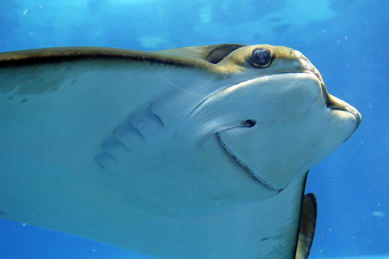 龍華海貝金點水族館：探秘神奇的海底世界