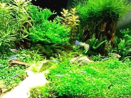 魚缸造景制作方法圖片，魚缸造景搭配水草指南魚缸造景燈光布置要點階梯式造景設計案例欣賞