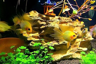 黑桃a魚和粗線哪個好