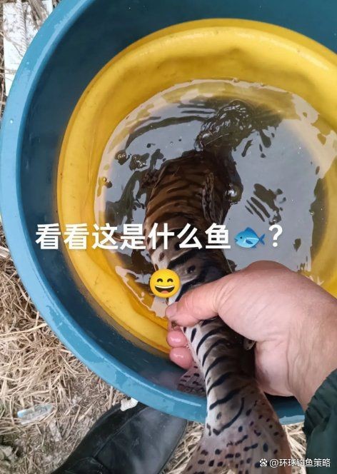 虎紋鴨嘴鯰是不是國家保護