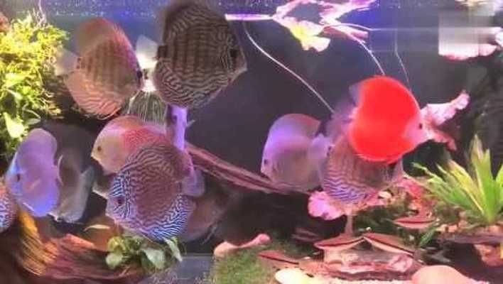 魚缸背景顏色對魚的影響：魚缸背景色對魚的影響