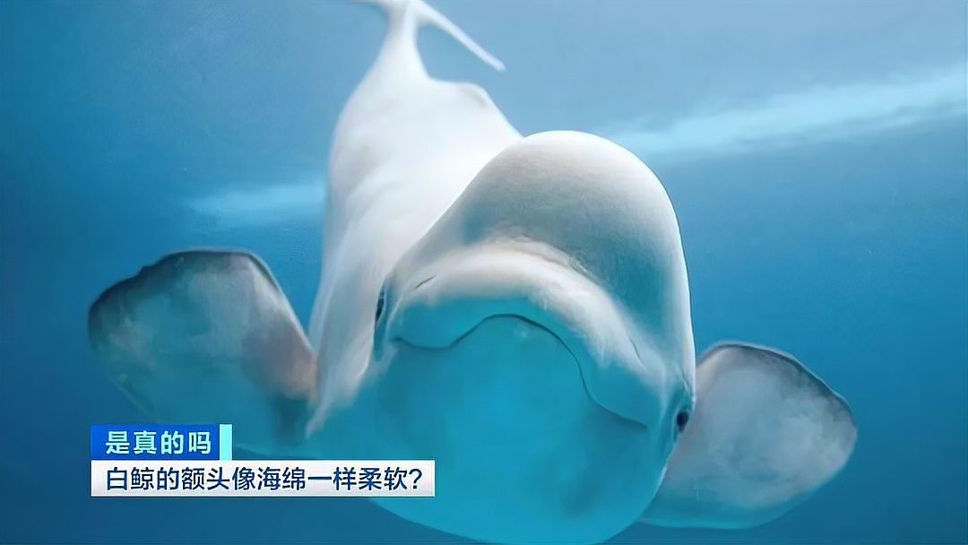 大嘴是鯨魚還是白鯨