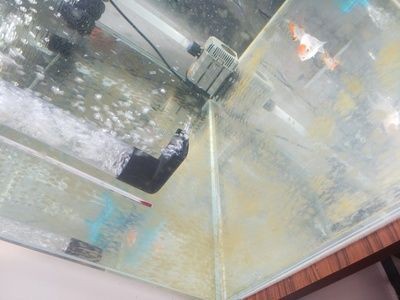 魚缸里為什么有銹跡：如何自然去除魚缸褐藻,魚缸水質改善的具體方法