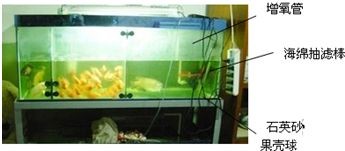 魚缸里為什么有銹跡：如何自然去除魚缸褐藻,魚缸水質改善的具體方法