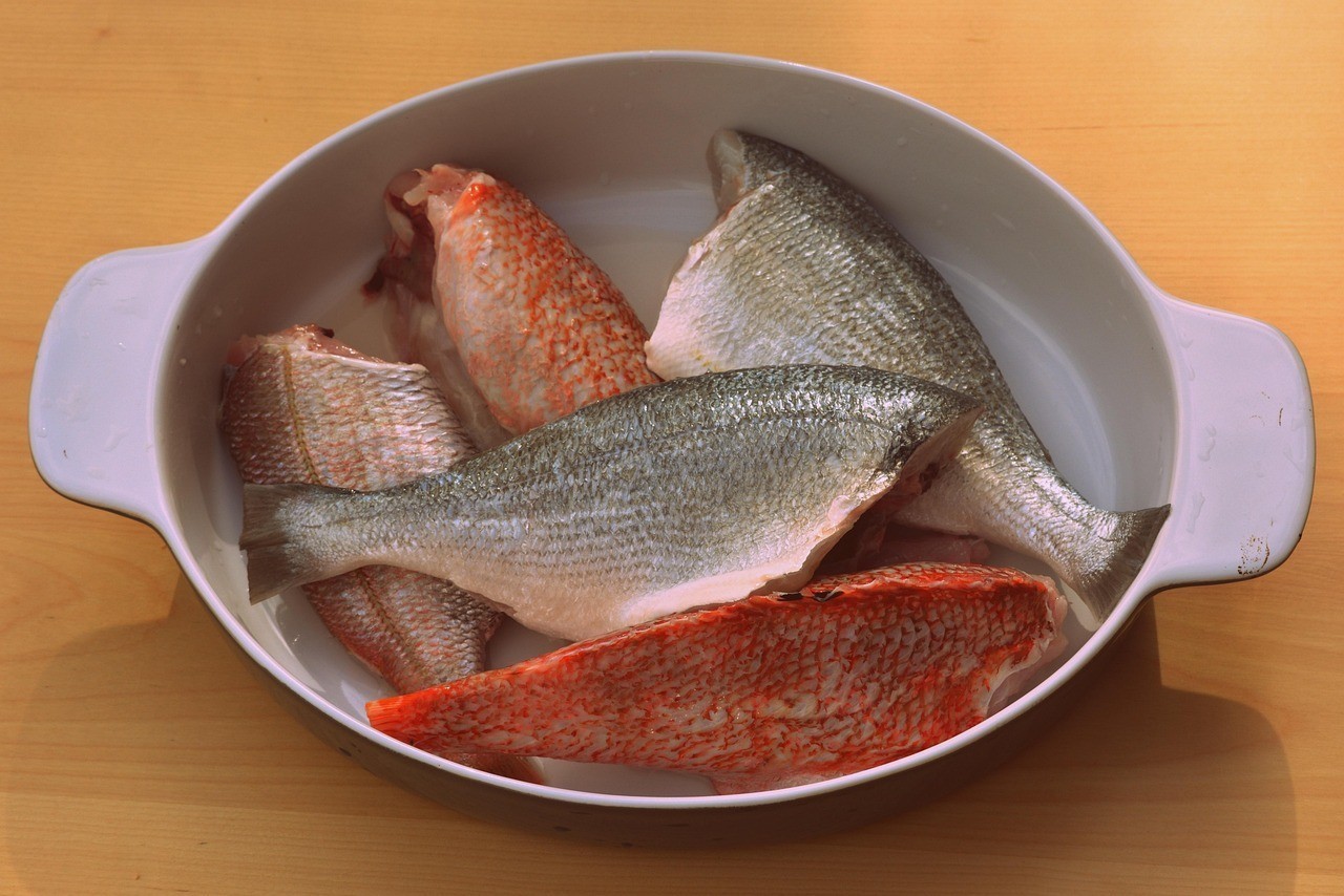 適合混養(yǎng)的中大型魚 適合混養(yǎng)的中大型魚 龍魚論壇 第1張