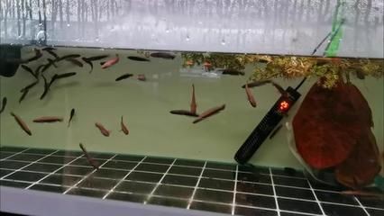 雷龍魚養(yǎng)殖場（雷龍魚價格一般多少錢一條）