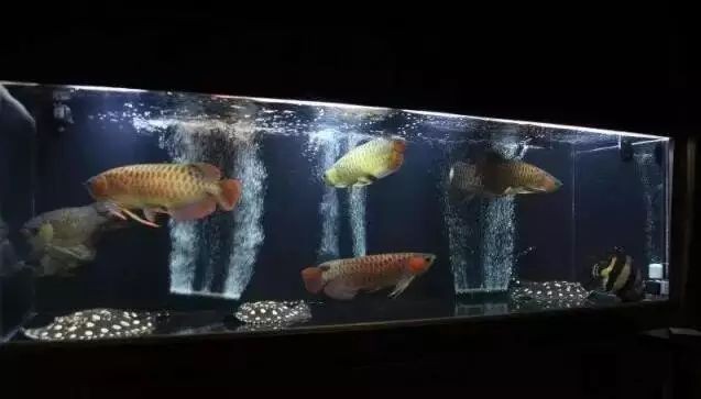 魟魚配魚有哪些 魟魚配魚有哪些 龍魚論壇 第3張