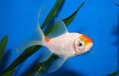 哪款金龍魚專用飼料性價比最高？