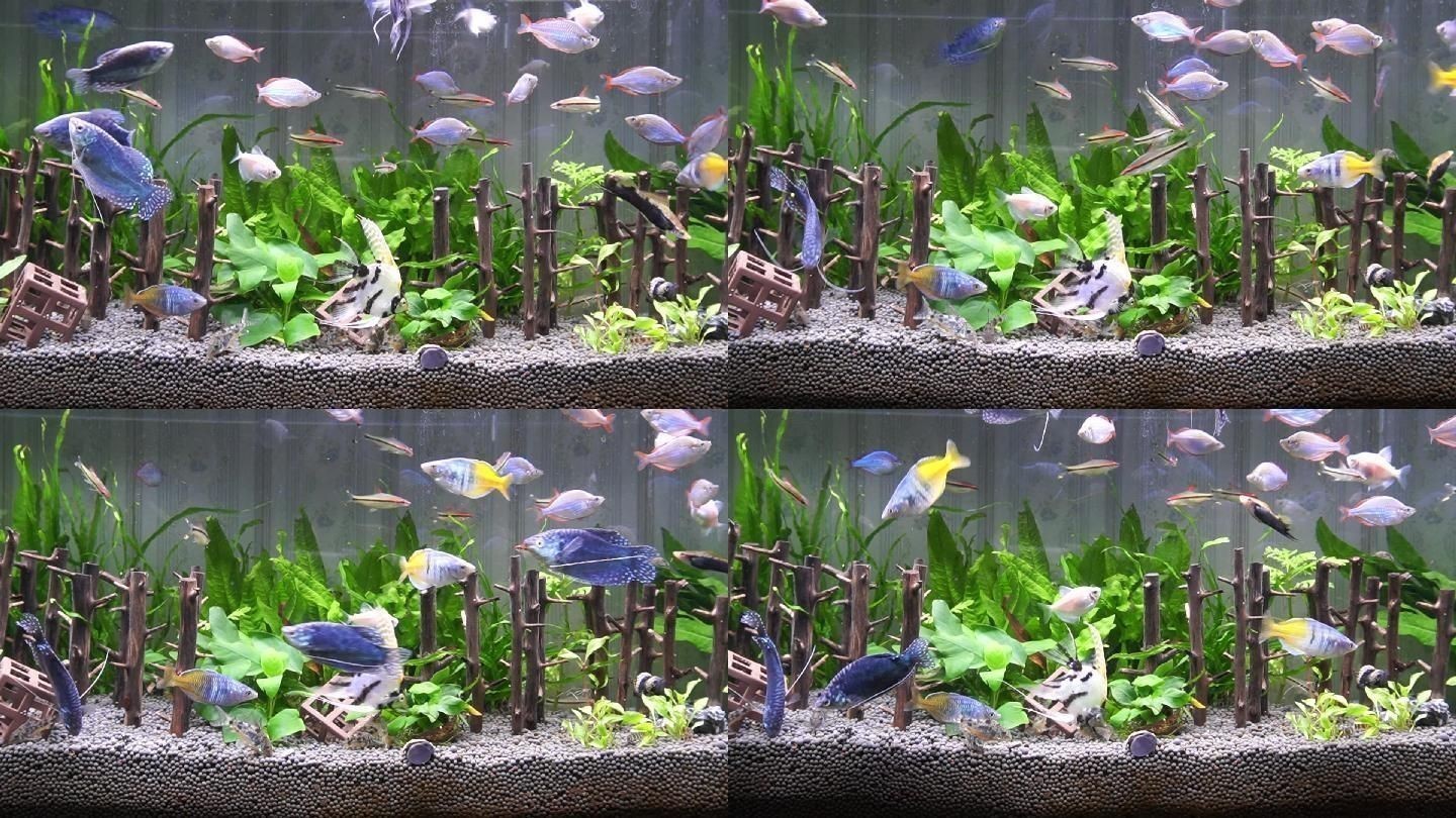 魚缸藝術的演變，水族箱生態系統的構建：觀賞魚缸的燈光設計