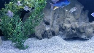 魚缸藝術的演變，水族箱生態系統的構建：觀賞魚缸的燈光設計