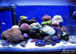 魚缸藝術的演變，水族箱生態系統的構建：觀賞魚缸的燈光設計