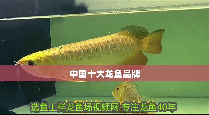 龍魚漁場(chǎng)四大品牌